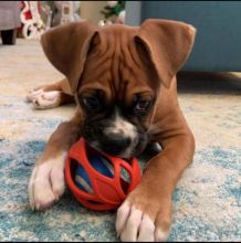 Boxer puppies available fawn ,white ,Black and brindle pups Image eClassifieds4U