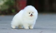 Absolutely Healthy Pomeranian Puppy