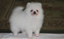 Adorable Pedigree Pomeranian Puppies.