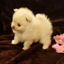 AKC Registered Pomeranian Puppies Ready To Go For Adoption.