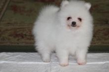 Amazing Pomeranian puppies available.