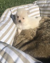 Beautiful, white Pomeranian puppy is looking for good home.