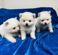 Charming White Pomeranian Puppies Available