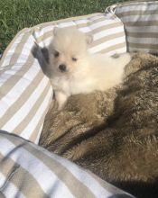 Cute and playful Pomeranian puppies