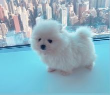 Extra Chaming Teacup Pomeranian Puppies For Free Adoption