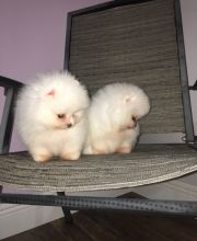 Healthy, adorable Teacup Pomeranian puppies available.