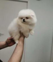 Lovely Pomeranian puppy