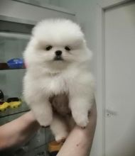 Male and female white Pomeranian puppies.
