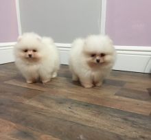 Outgoing Pomeranian Puppies Available