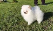 Top Class Pomeranian Puppies Available