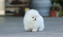 White Pomeranian Puppies