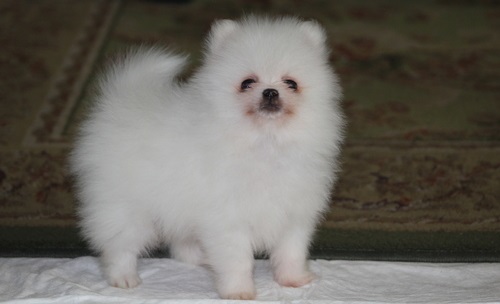 Affectionate Teacup Male and Female Pomeranian puppis for Sale Image eClassifieds4u