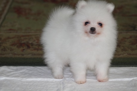Amazing Pomeranian puppies available. Image eClassifieds4u