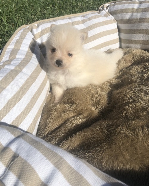 Beautiful, white Pomeranian puppy is looking for good home. Image eClassifieds4u
