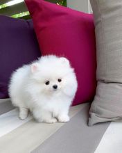 Adorable Princess, Ice White Pomeranian Available! Image eClassifieds4U