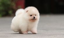 AKC Teacup Pomeranian puppies for adoption. Image eClassifieds4U
