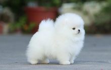 Male and female Pomeranian puppies available. Image eClassifieds4U