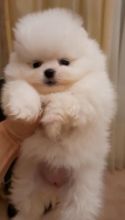 Pomeranian Puppies Available Free Image eClassifieds4U