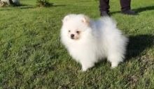 Top Class Pomeranian Puppies Available Image eClassifieds4U