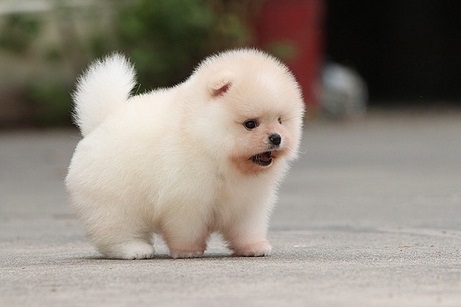 Tiny Teacup Pomeranian puppies Image eClassifieds4u