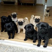 Cute Pug puppies Available ,
