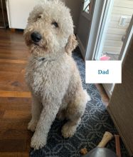 Labradoodle X Goldendoodle Puppies