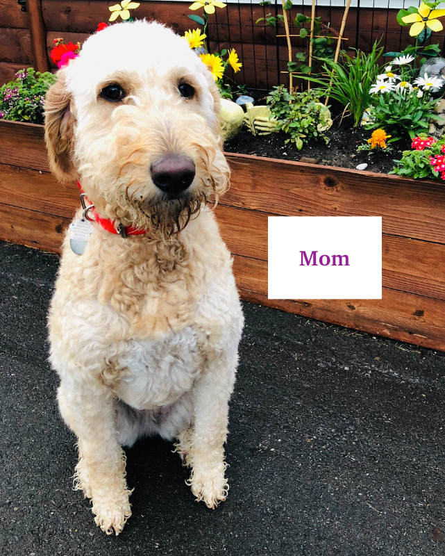 Labradoodle X Goldendoodle Puppies Image eClassifieds4u