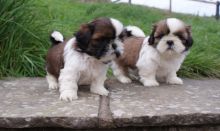 Adorable Shih Tzu Puppies For Re-Homing