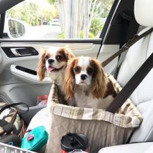 Jealous Cavalier King Charles For Adoption