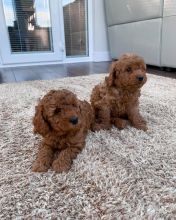 Beautiful Cavapoo Puppies! READY NOW! Image eClassifieds4U