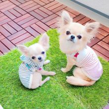 C.K.C MALE AND FEMALE CHIHUAHUA PUPPIES AVAILABLE Image eClassifieds4U