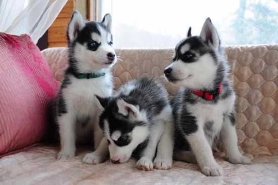 Pure Bred Siberian Husky Pups Available Image eClassifieds4u