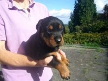 Beautiful male and female Rottweiler puppies.