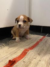 Pure English Staffordshire Terrier - 9 weeks old.