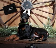 Doberman puppies Image eClassifieds4U