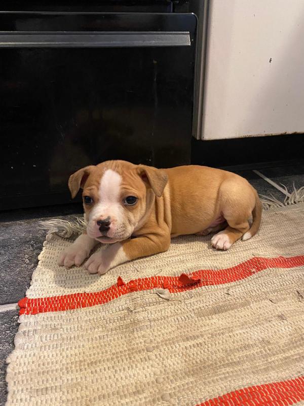 Pure English Staffordshire Terrier - 9 weeks old. Image eClassifieds4u