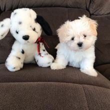 cute adorable maltese puppies ready for re homing