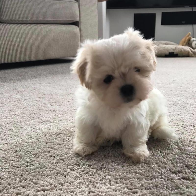 cute adorable maltese puppies ready for re homing Image eClassifieds4u