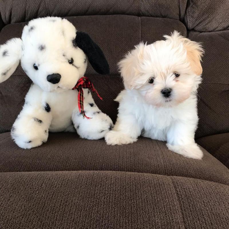 cute adorable maltese puppies ready for re homing Image eClassifieds4u