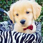 Awesome Golden Retriever Puppies Available For Adoption Image eClassifieds4u 2