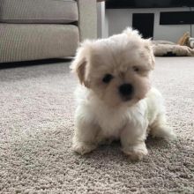 cute adorable maltese puppies ready for re homing Image eClassifieds4u 2