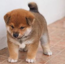 Akc Shiba Inu Puppies For Adoption