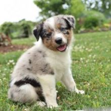Australian Shepherd Puppies
