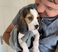 Beautiful Pure Beagle Puppies