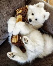 Charming male and female Samoyed pups