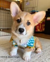 Ckc registered Pembroke Corgi Puppies For Adoption