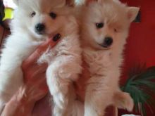 Cute Male and Female Pomsky puppies