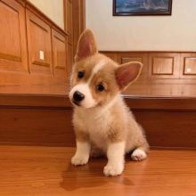 Extra Chaming Pembroke Corgi Puppies For Adoption