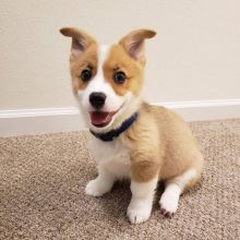 Registered Pembroke Corgi Puppies For Re-Homing