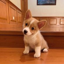 Very healthy and cute Pembroke Corgi puppies for you.